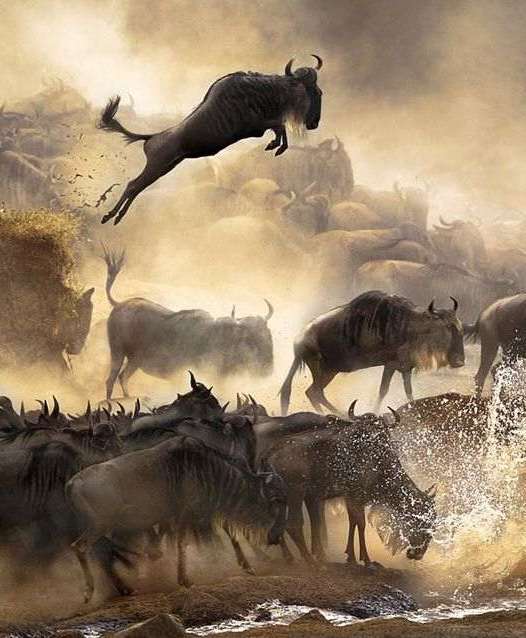 198947-animals-migration-river-Africa-dust-wildebeests-Serengeti-nature-landscape