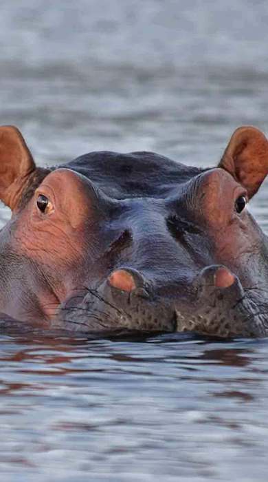 Hippo-looking-out-of-the-water-in-lake-Manyara copy