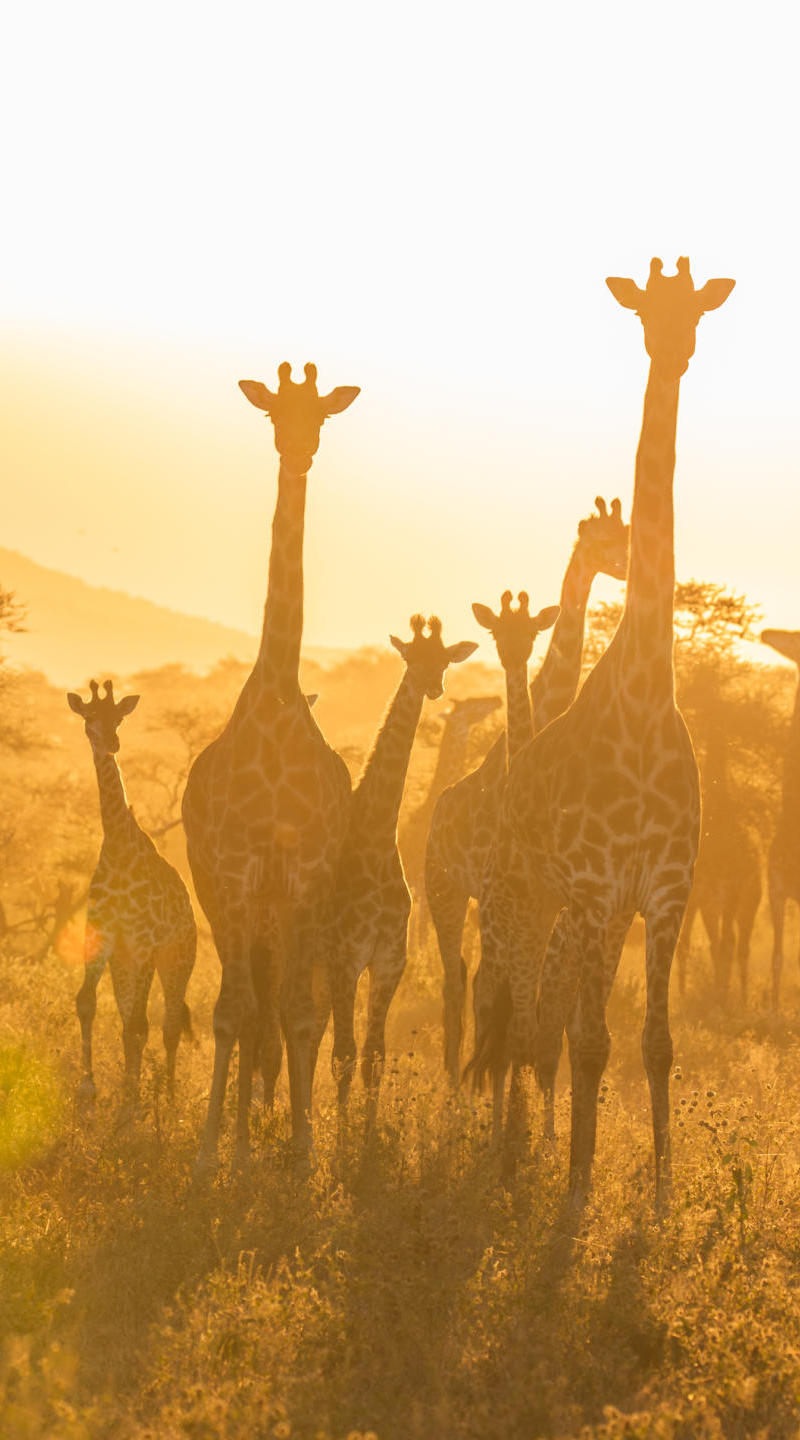 a-herd-of-giraffe-watch-on-at-sunset-the-magic-of-the-serengeti-continues-but-without-any-tourists-to-witness-it-zanne-labuschagne-fzs-scaled